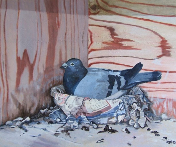 Broedende Duif, olieverf, 40 x 50 cm, agdj’12